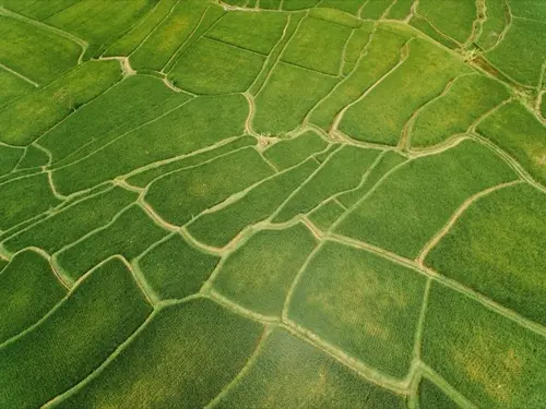 Siembra de Arroz 2026-A: Lo que Todo Arrocero Colombiano Necesita Saber Antes de Sembrar