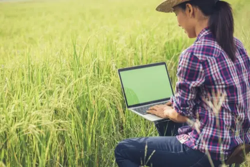 Agricultor consultando datos en su laptop en medio de un campo de arroz