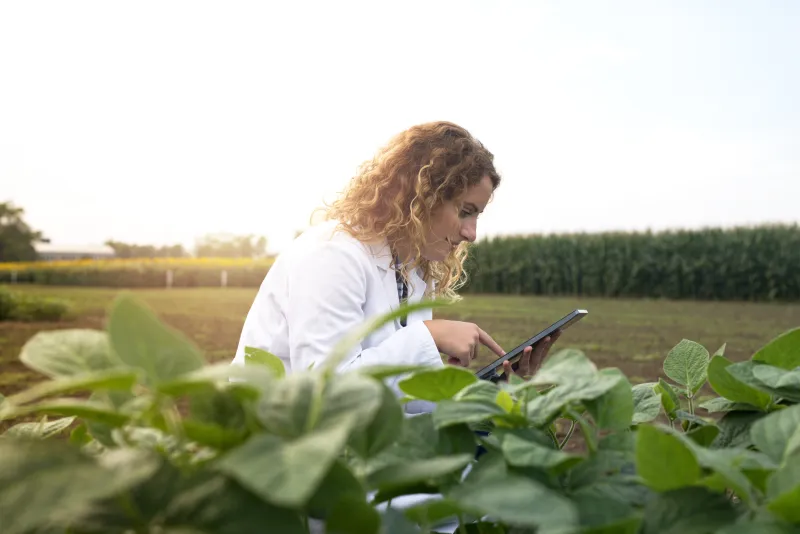 Ingeniero agrónomo revisando datos de cultivos en una tableta en campo