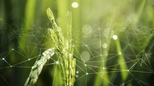 Campo de arroz inundado - Monitoreo de condiciones hídricas con tecnología IoT