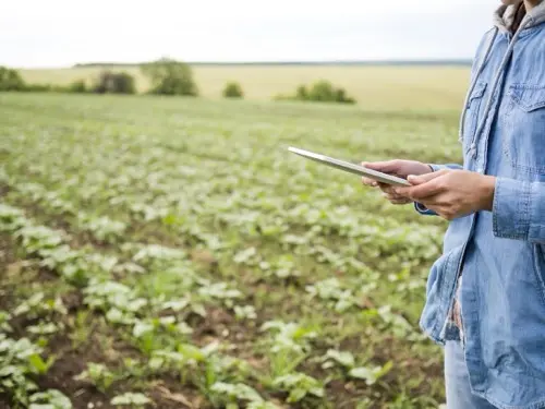 Profesional del agro consultando informe satelital en tableta junto a un campo